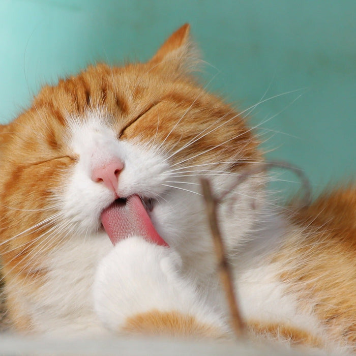 Cat licking her paws with eyes closed