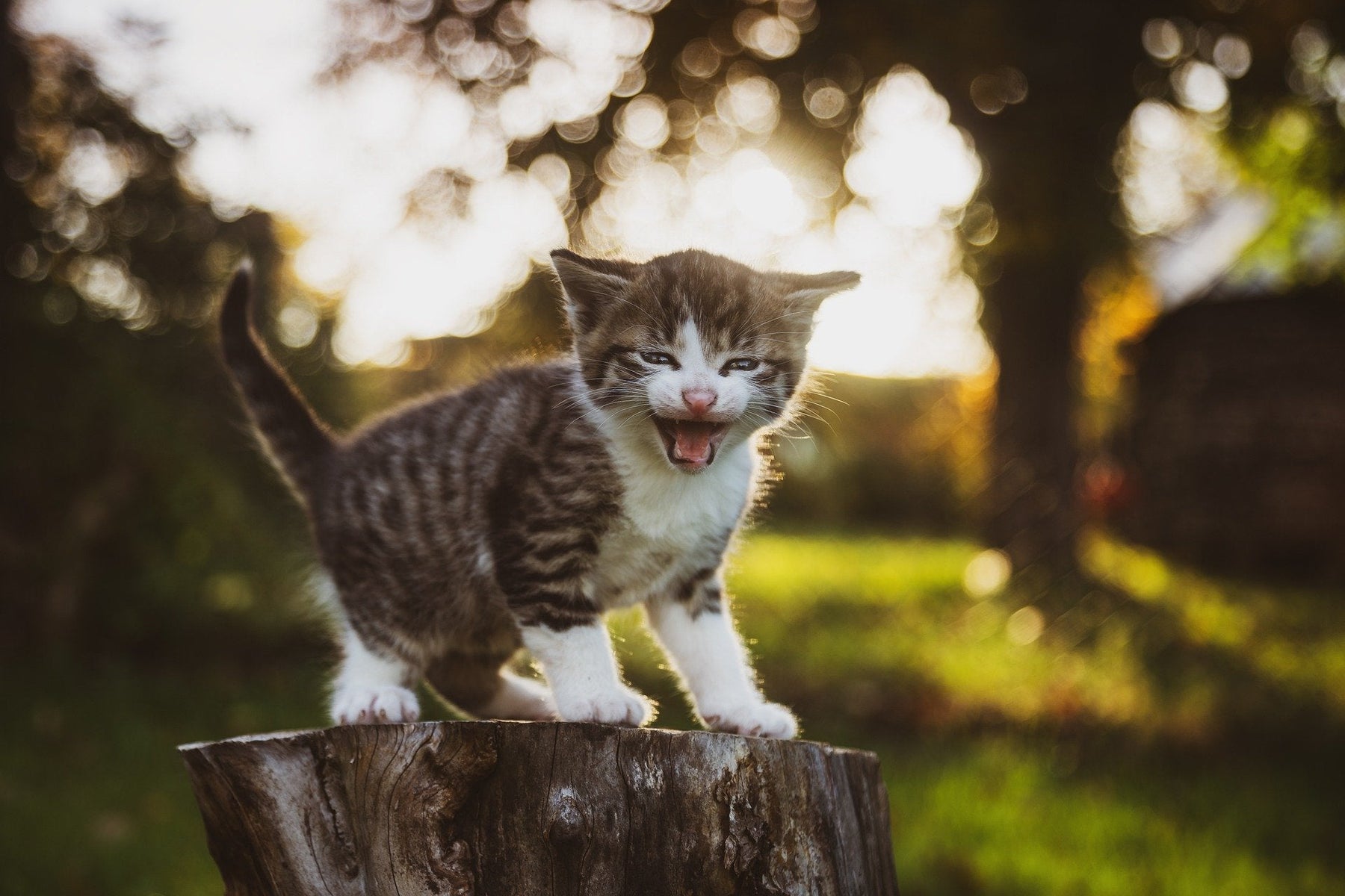 Kitty meowing on a piece of wood outside