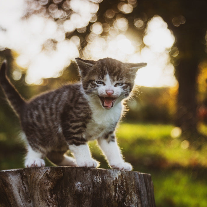 Kitty meowing on a piece of wood outside
