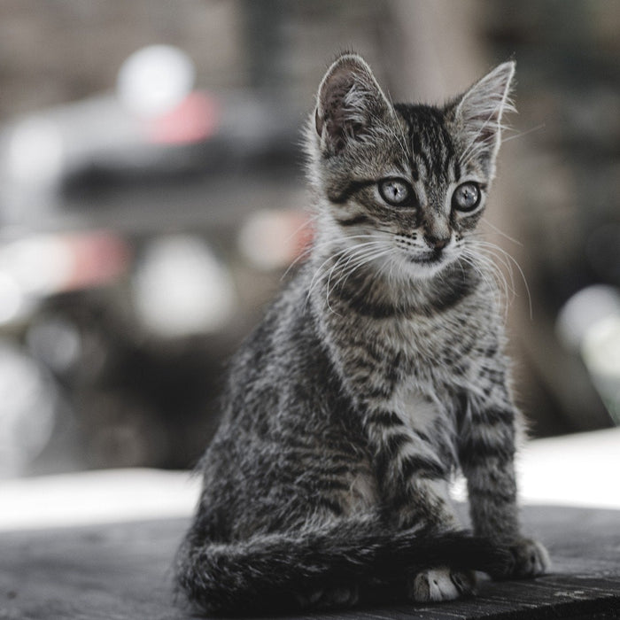 Grey kitty outside looking down