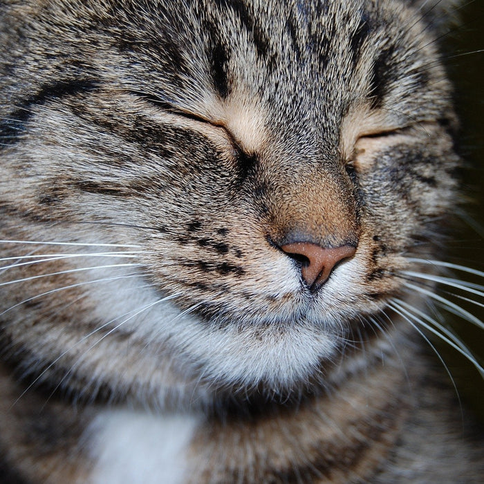Beautiful cat relaxed with her eyes closed