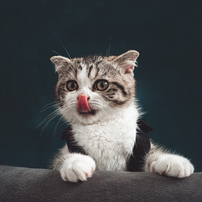 Cat with tongue out holding onto sofa