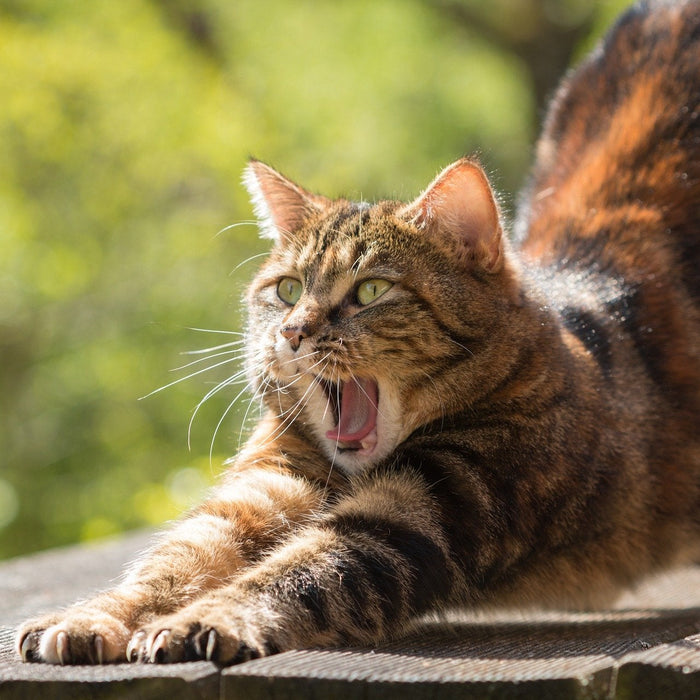 Brown cat stretching with her mouth opened