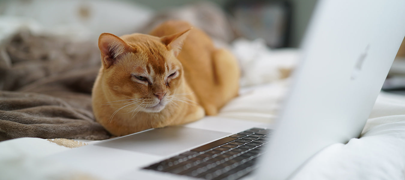 Cat laying in bed looking at a laptop's screen