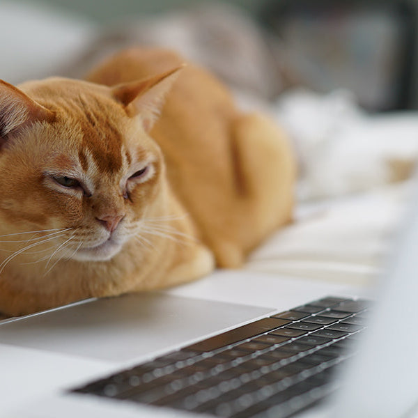 Cat laying in bed looking at a laptop's screen