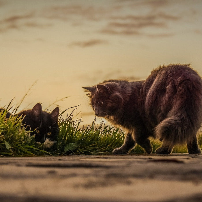 Two cats outside in the grass hunting
