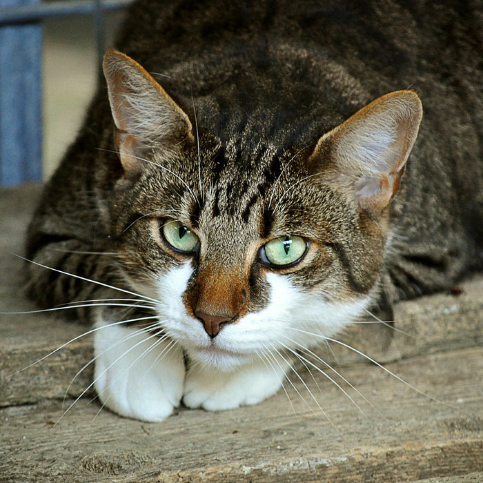 Cat laying on the ground looking at the camera