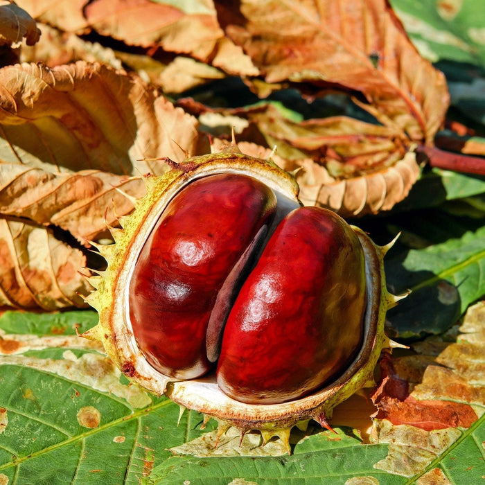 Chestnuts on a green leaf next to a dried leaf