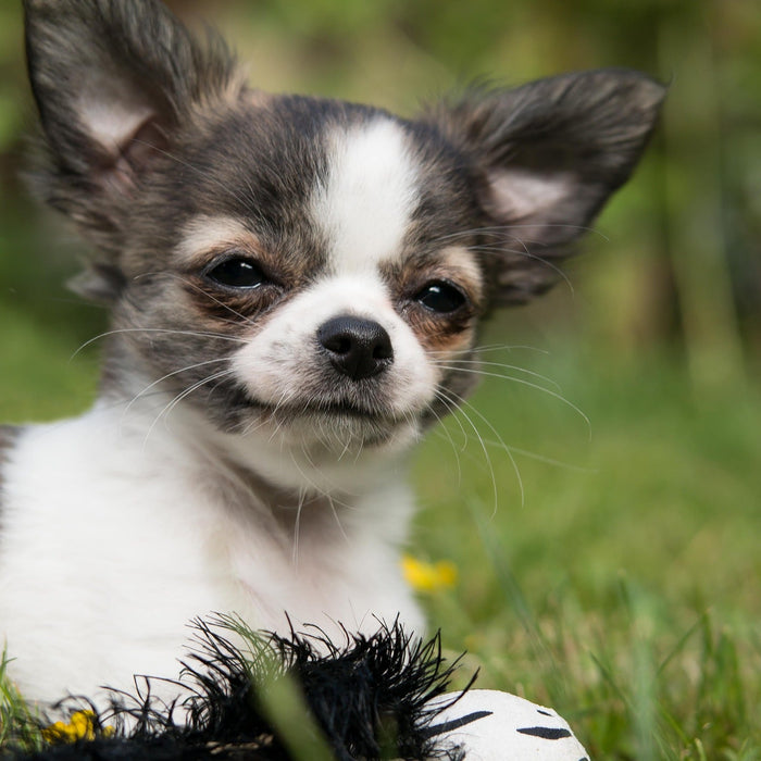 Happy chihuahua in grass smiling