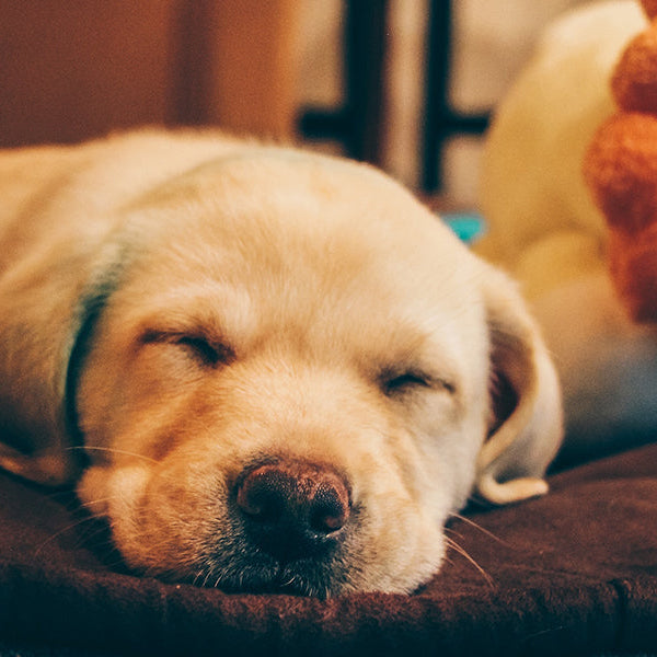 Brown puppy sleeping on the floor next to a stuffed animal