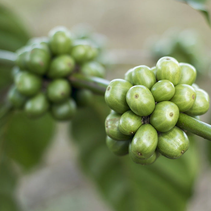 Green coffee beans in a tree