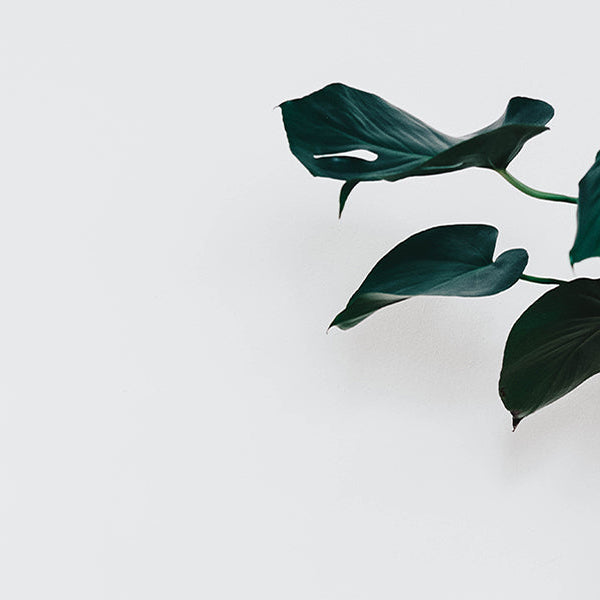 Green plant in a bey pot