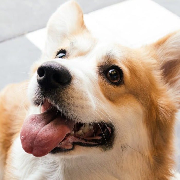 Curious dog looking up with his tongue out