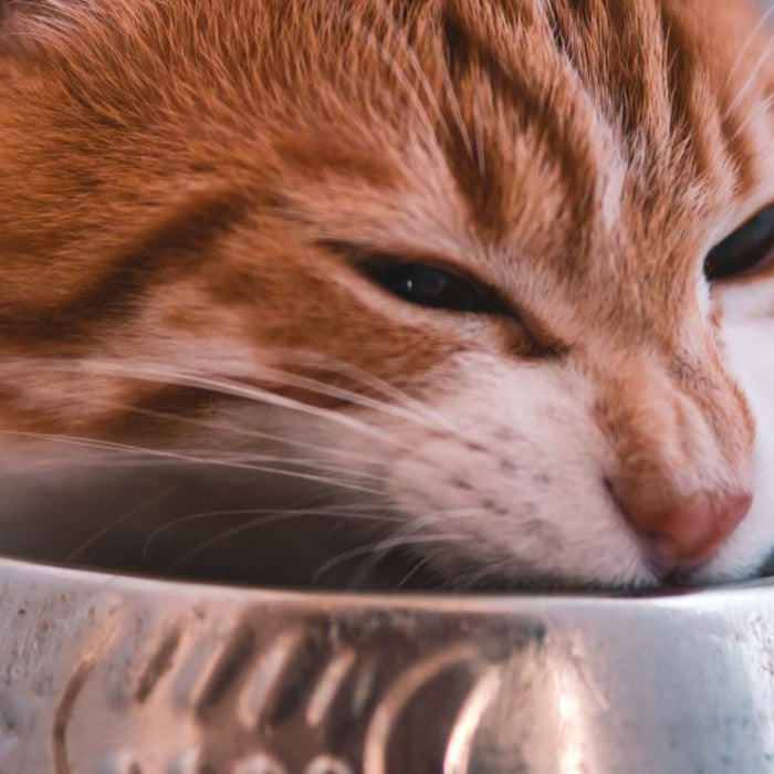 Sad cat with her head over an empty food bowl