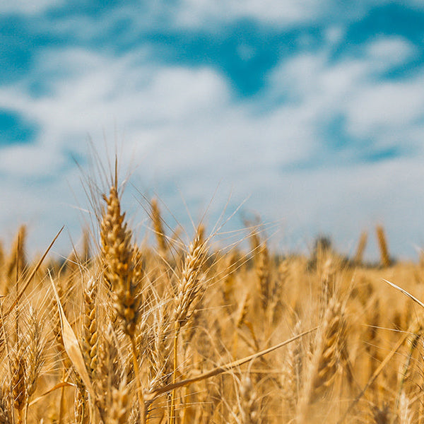 Full land of wheat over a blue sky with white clouds