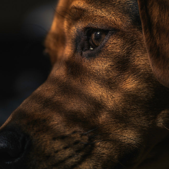 Brown dog with shadows over his face
