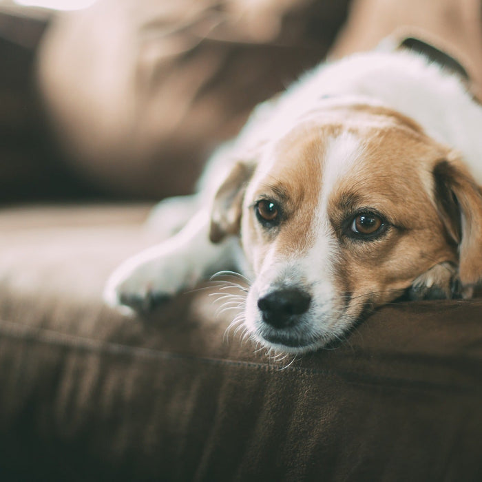 Dog relaxing on the sofa