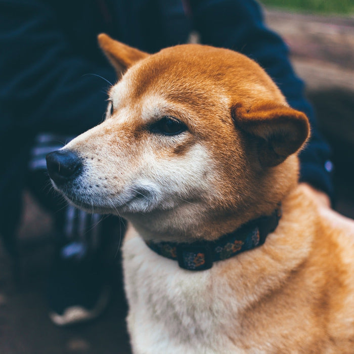 Brown dog outside smiling
