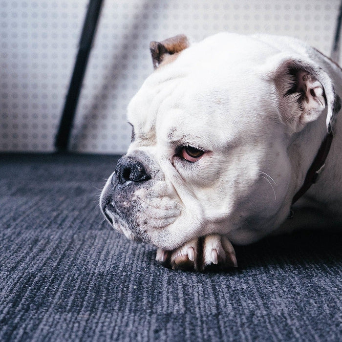 Sad bulldog on the ground