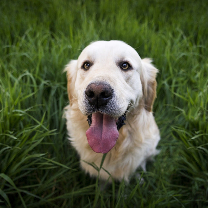 Happy white dog covered in grass