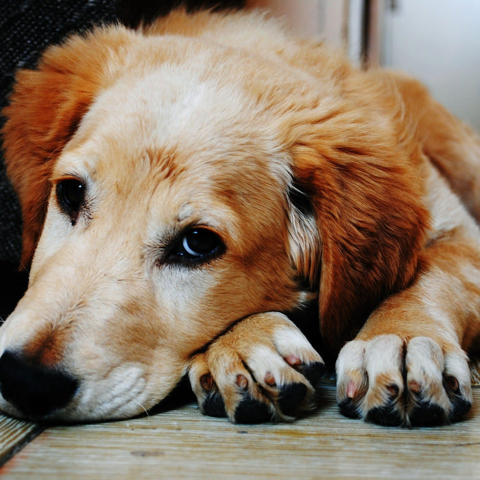 Sad dog on the floor with paws below his head