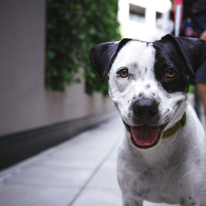 Happy black and white dog looking at the camera