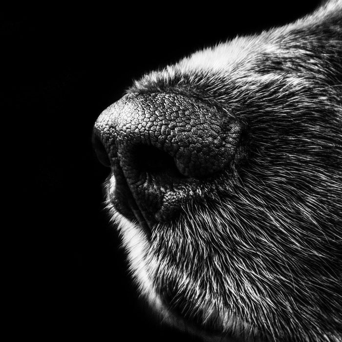 Close up of a black dog's nose