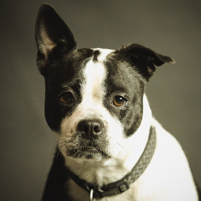 Black and white dog looking at the camera