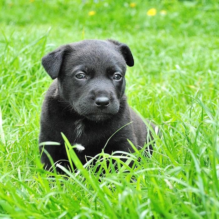 Black puppy covered half in grass