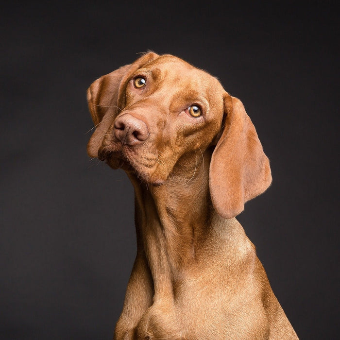 Dog looking confused on a black background