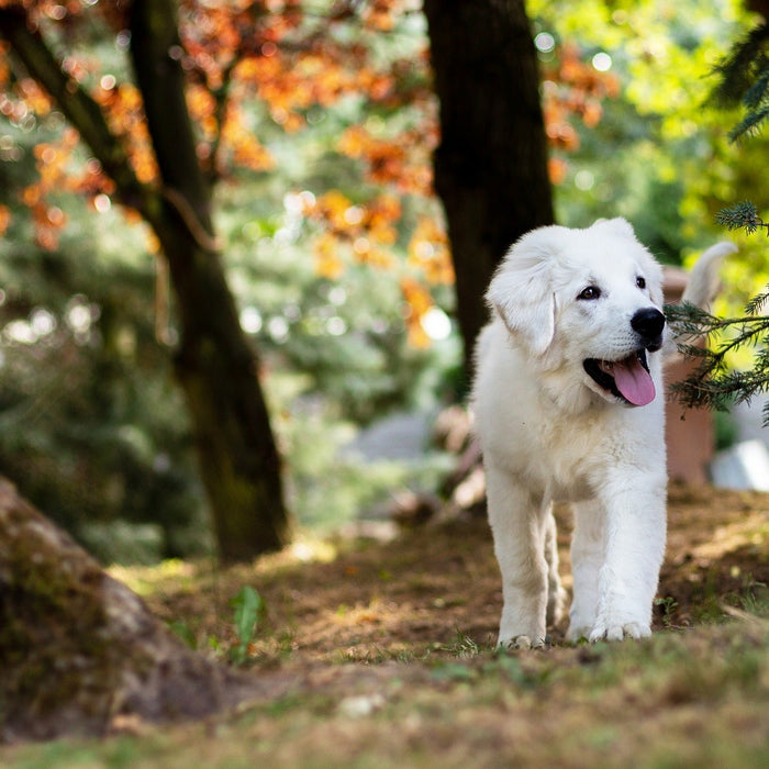 White puppy running through the forest
