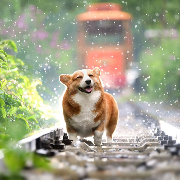 Happy wet dog on a train railway
