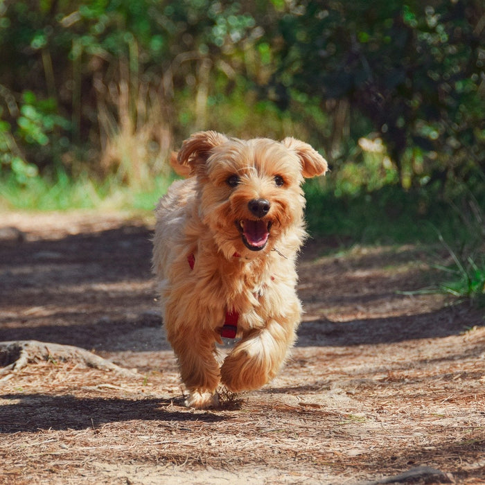 Happy brown puppy running down a path