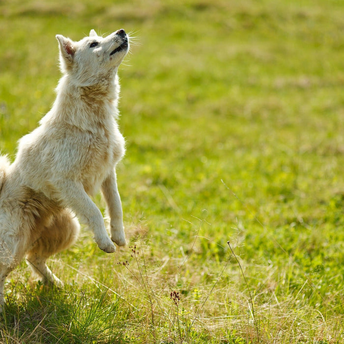 White dog in grass jumping