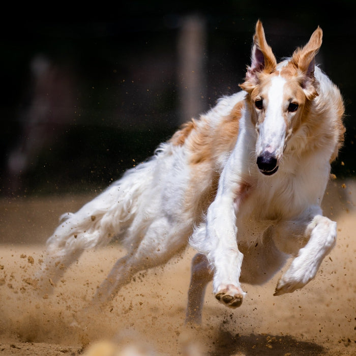 Competition dog running fast throwing dirt