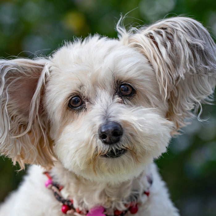 Cute puppy looking at the camera