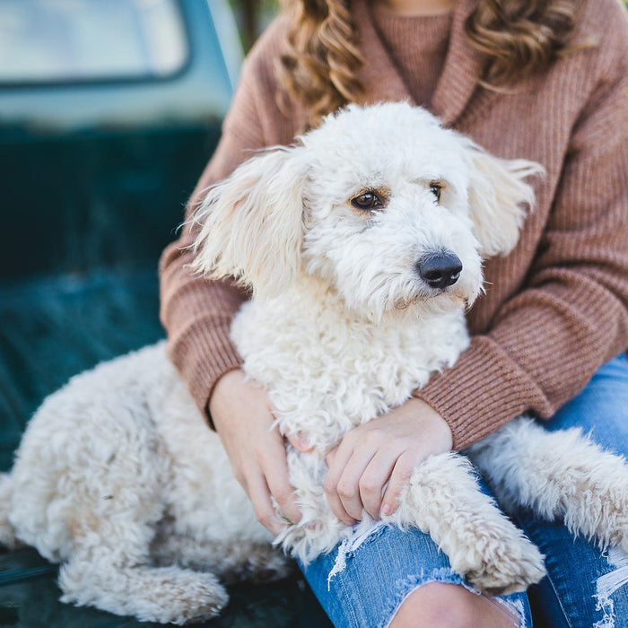 Woman holding her white dog