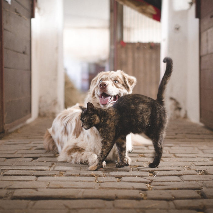White dog and a cat getting along