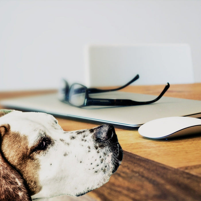 Dog looking up next to a pair of glasses a laptop and a mouse