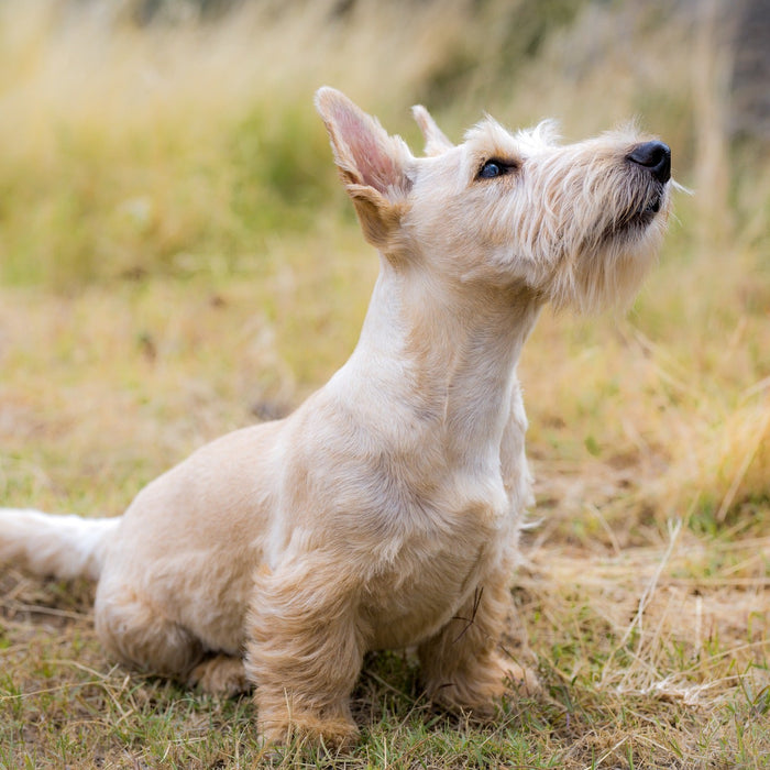 Dog outside in grass looking up