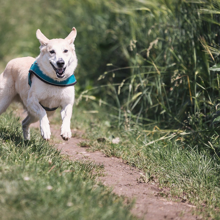 Happy white dog running through a path