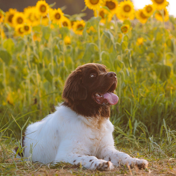 Happy dog laying down next to sunflowers