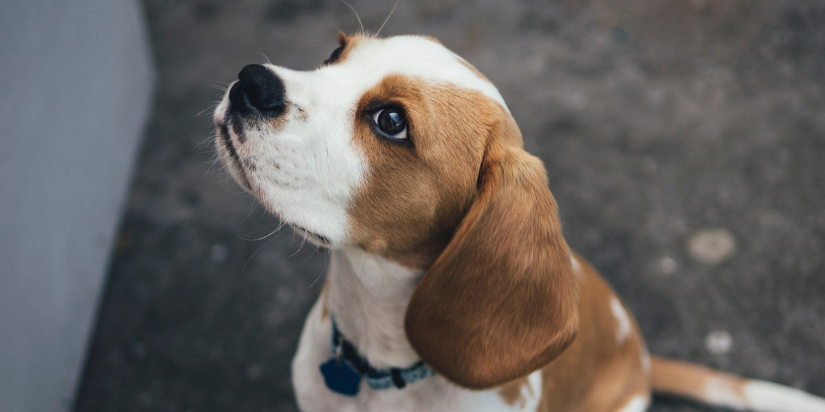 Picture Idea: Dog Breeds That Commonly Get Ear Infections