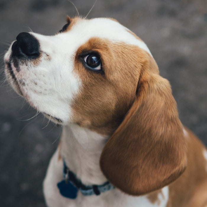 Dog outside looking up