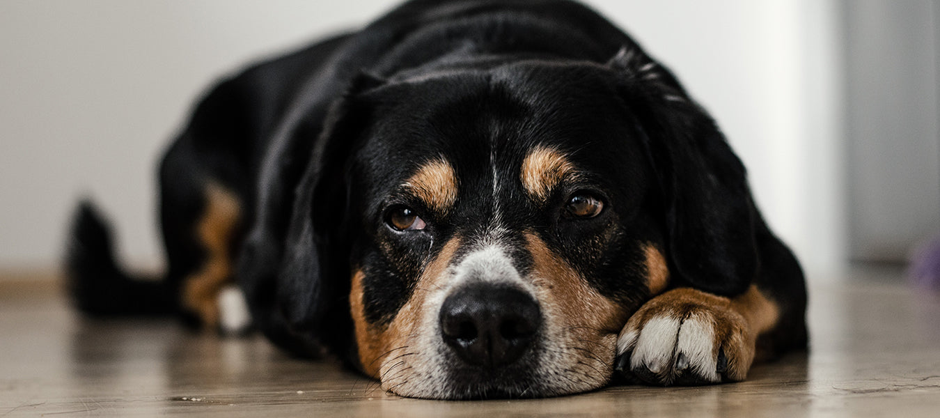 Sad dog laying down on the floor