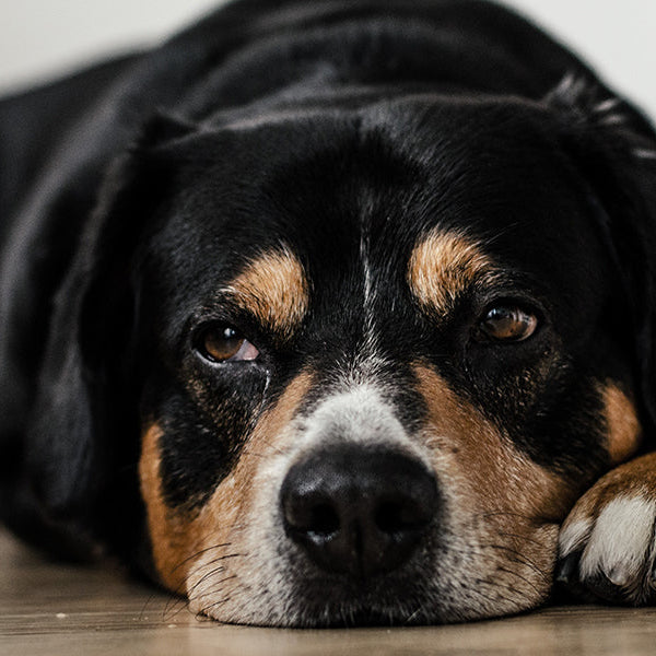 Sad dog laying down on the floor
