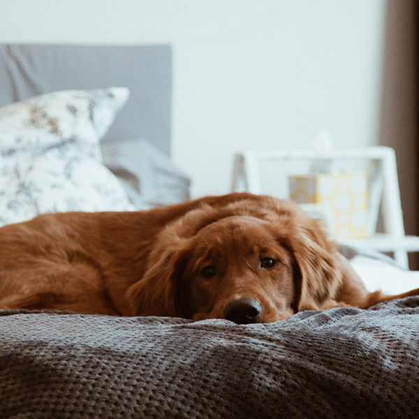 Sad dog laying in a bad with his head down
