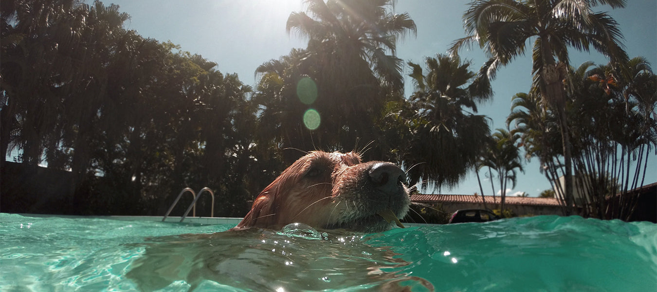 Dog swimming in a pool during a sunny day