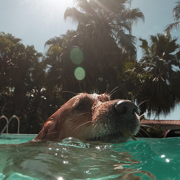 Dog swimming in a pool during a sunny day