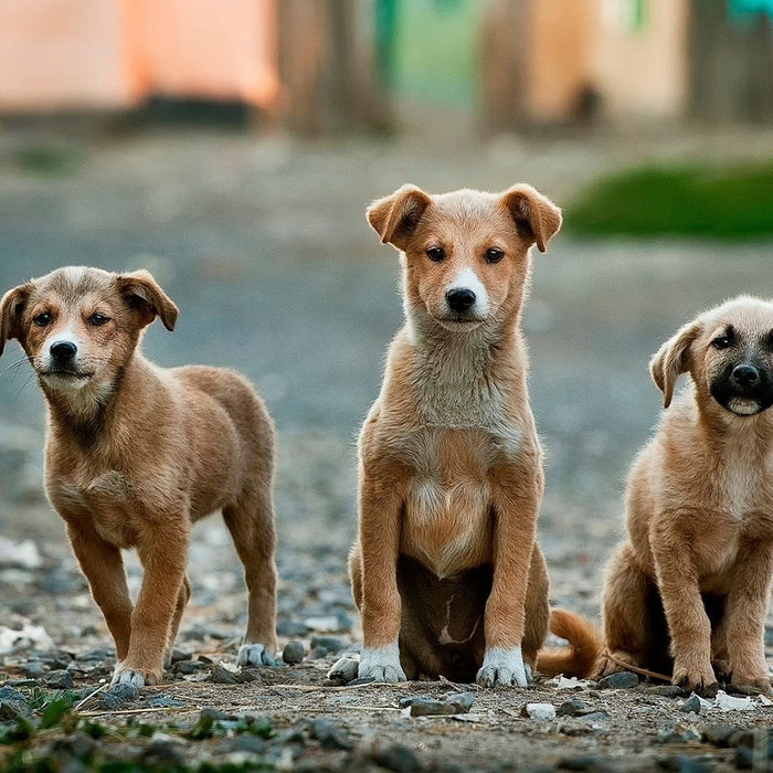 Three brown puppies looking at the camera
